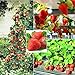 photo 250+ Red Climbing Strawberry Seeds Everbearing Fruit Plant Home Garden Sweet and Delicious 2024-2023