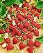 photo CEMEHA SEEDS - Alpine Strawberry Baron Solemakher Everbearing Berries Indoor Non GMO Fruits for Planting 2024-2023