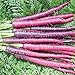 photo David's Garden Seeds Carrot Cosmic Purple 1199 (Purple) 200 Non-GMO, Heirloom Seeds 2024-2023