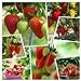 photo Red Strawberry Climbing Strawberry Fruit Plant Seeds Home Garden New 300 pcs 2024-2023