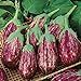 photo David's Garden Seeds Eggplant Shooting Stars 1315 (Purple) 50 Non-GMO, Heirloom Seeds 2024-2023