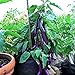 photo Eggplant , Long Purple Eggplant Seeds, Heirloom, Non GMO, 50 Seeds, Garden Seed, Long Purple, Heirloom, Non GMO, 25+Seeds, Garden Seed 2024-2023