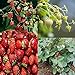 photo David's Garden Seeds Collection Set Fruit Strawberry 7449 (Red) 4 Varieties 200 Non-GMO Seeds 2024-2023