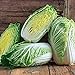 photo 50+ Count Napa Michihili Heading Cabbage Seed, Heirloom, Non GMO Seed Tasty Healthy Veggie 2024-2023