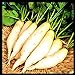 photo Radish Seeds for Planting | Non-GMO White Icicle Radish Seeds | Planting Packets Include Planting Instructions 2024-2023
