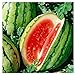 photo 25 Dixie Queen Watermelon Seeds | Non-GMO | Heirloom | Instant Latch Garden Seeds 2024-2023