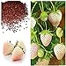 photo MOCCUROD 300pcs White Alpine Strawberry Fragaria Vesca Pineberry Sweet Pineapple Flavour Seeds 2024-2023